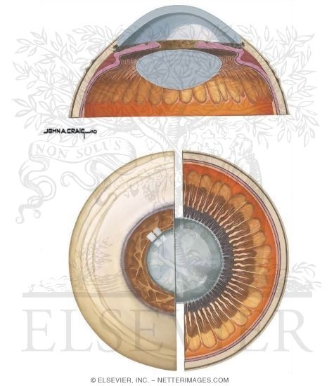 Anterior Segment of the Eye