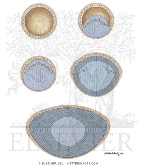 Embryology of the Lens - Schematic