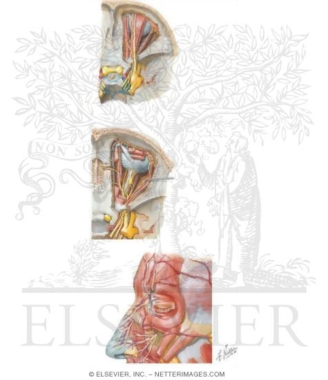 Watermarked preview of unlabeled image: Cranial Nerve V: Trigeminal Nerve