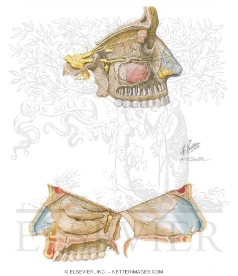 Watermarked preview of unlabeled image: Cranial Nerve V: Trigeminal Nerve