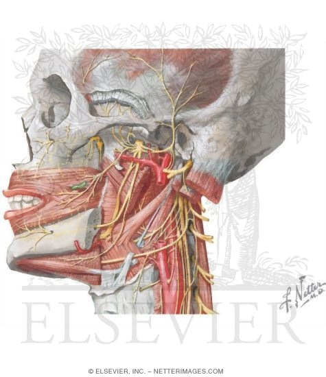 Cranial Nerve V: Trigeminal Nerve