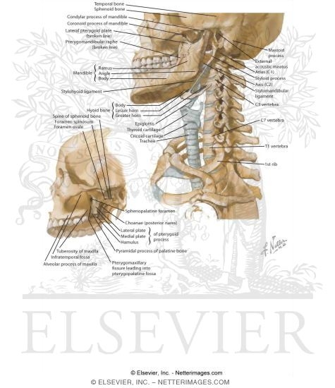 Overview and Topographical Anatomy of the Neck