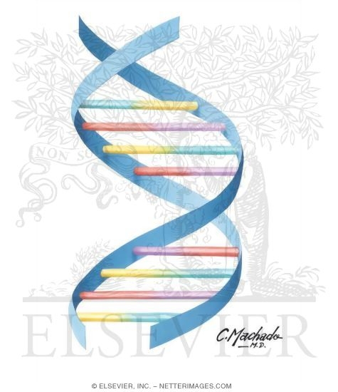 Watermarked preview of unlabeled image: Double Helix