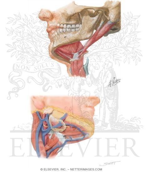 Anterior Triangle: Submandibular Triangle