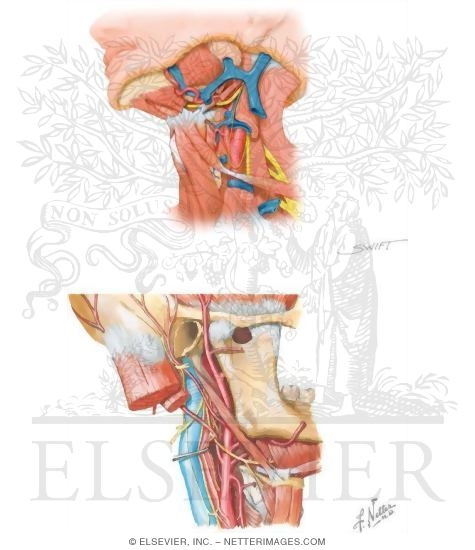 Anterior Triangle: Carotid Triangle