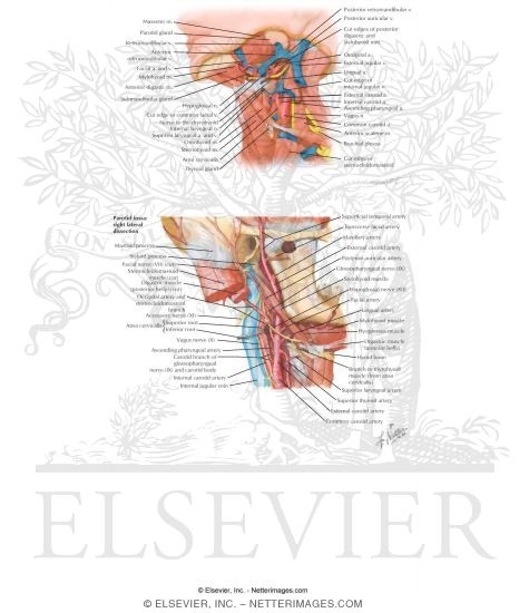 Anterior Triangle: Carotid Triangle