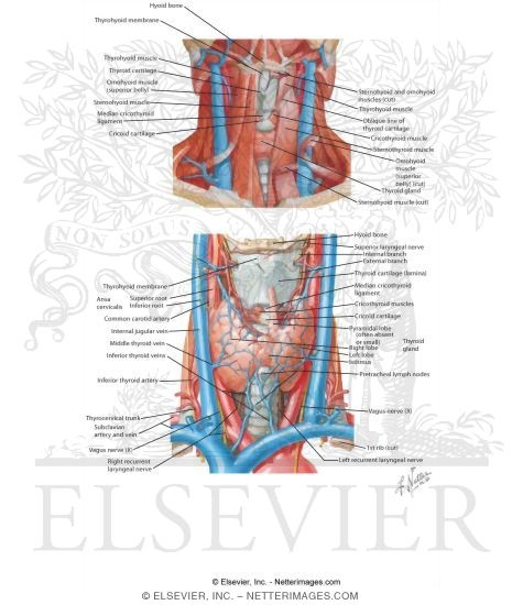 Anterior Triangle: Muscular Triangle