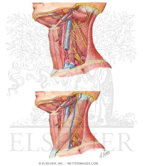Posterior Triangle: General Information
