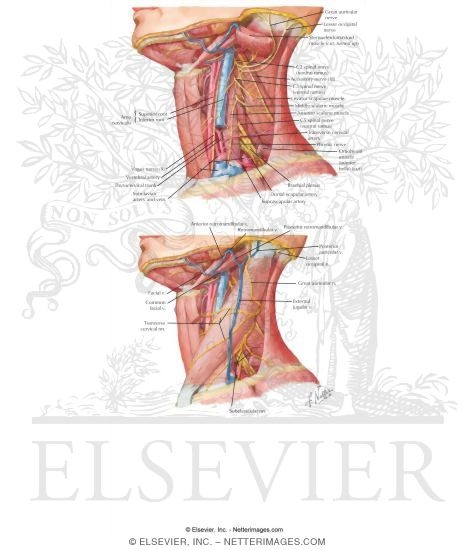 Watermarked preview of labeled image: Posterior Triangle: General Information
