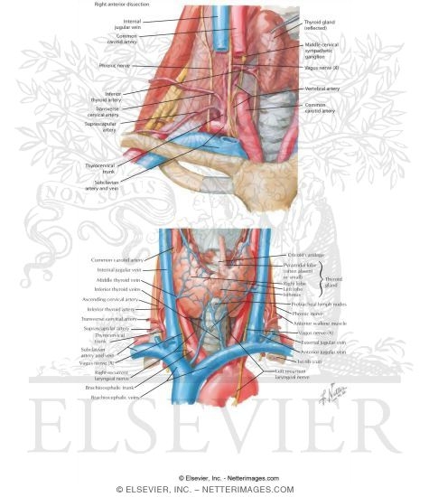 Root of the Neck