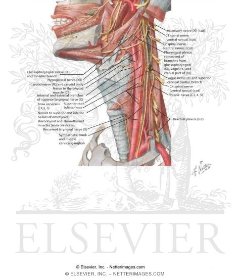 Nerve Supply of the Neck: Cranial Nerves of the Neck