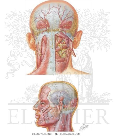 Nerve Supply of the Scalp: Sensory Distribution