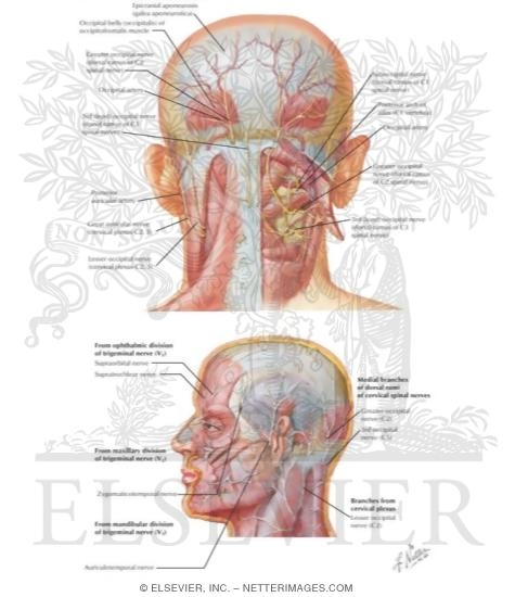 Nerve Supply of the Scalp: Sensory Distribution