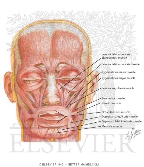 Muscles of Facial Expression: Oral Group