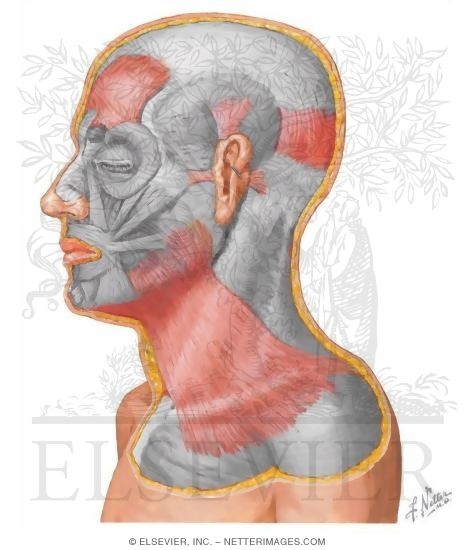 Muscles of Facial Expression: Auricular Group