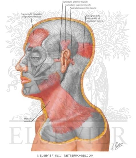 Muscles of Facial Expression: Auricular Group