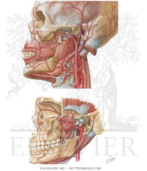 Vascular Supply of the Face: Arterial Supply