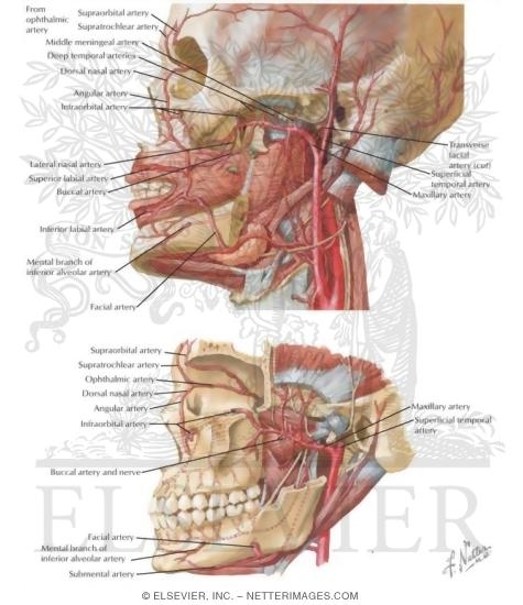 arteries of the face