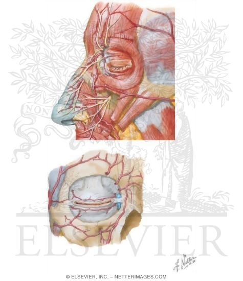 Watermarked preview of unlabeled image: Vascular Supply of the Face: Arterial Supply