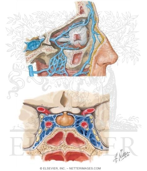 Watermarked preview of unlabeled image: Vascular Supply of the Face: Venous Drainage