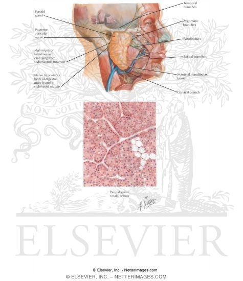 Watermarked preview of labeled image: Parotid Bed and Gland