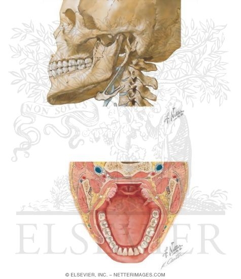 Recess of the Parotid Bed: Borders and Structures