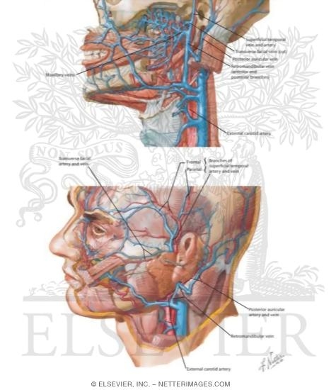 Watermarked preview of labeled image: Contents of the Parotid Bed: Vascular Supply