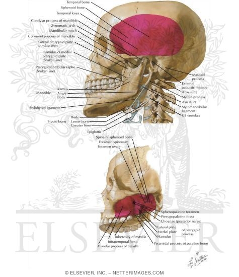 Temporal and Infratemporal Fossa