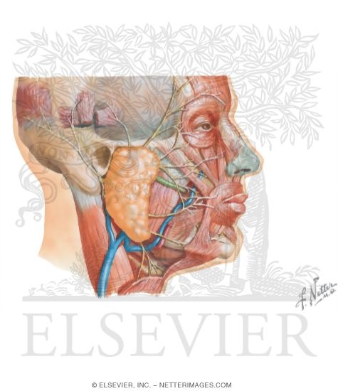Watermarked preview of unlabeled image: Nerve Supply of the Temporal Fossa