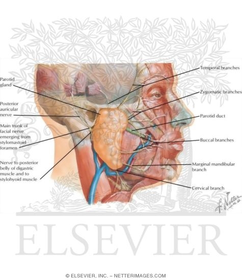 Watermarked preview of labeled image: Nerve Supply of the Temporal Fossa