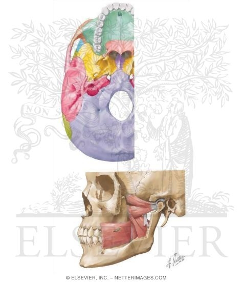Contents of the Infratemporal Fossa