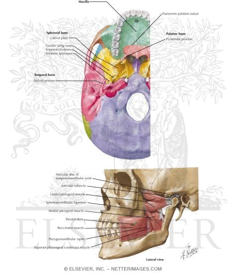 Contents of the Infratemporal Fossa