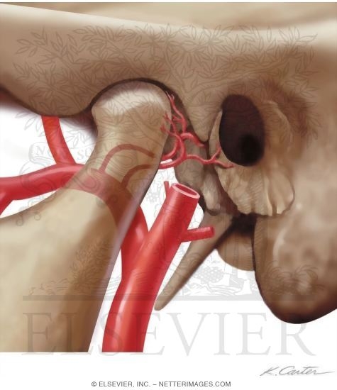 Infratemporal Fossa: Vascular Supply