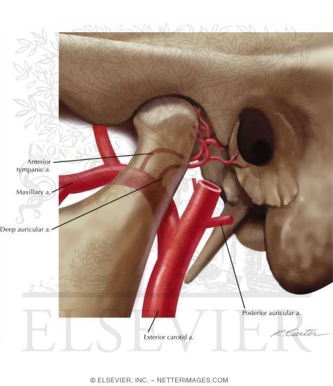 Infratemporal Fossa: Vascular Supply