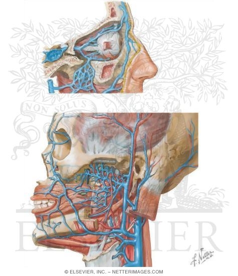 Watermarked preview of unlabeled image: Infratemporal Fossa: Vascular Supply