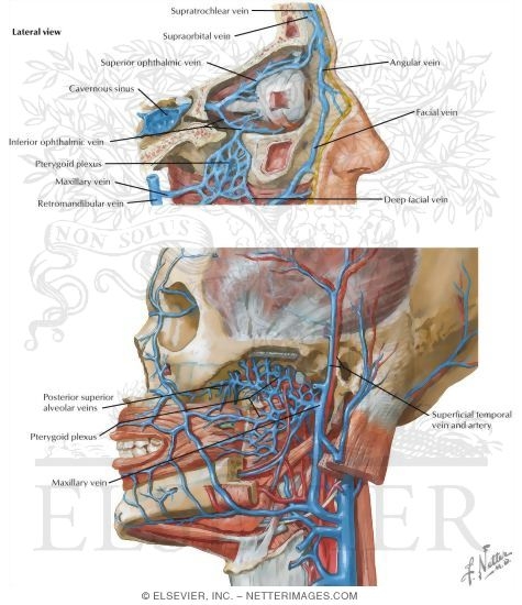 Watermarked preview of labeled image: Infratemporal Fossa: Vascular Supply