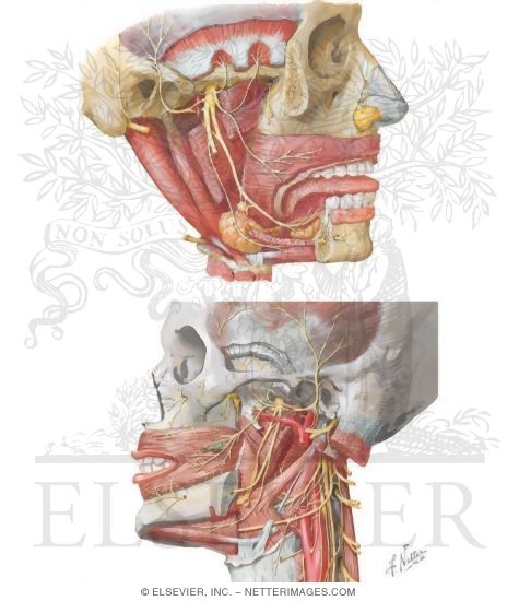 infratemporal fossa