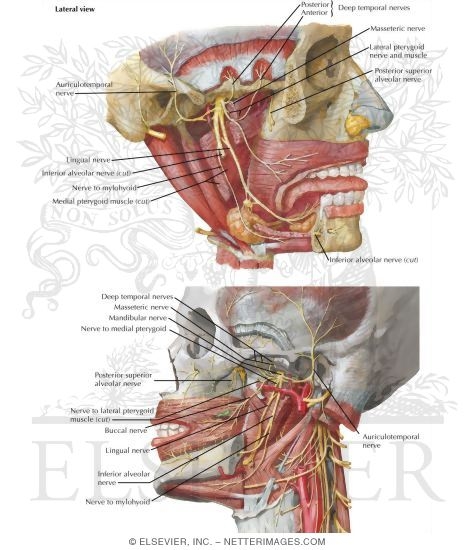 Infratemporal Fossa: Nervous Structures