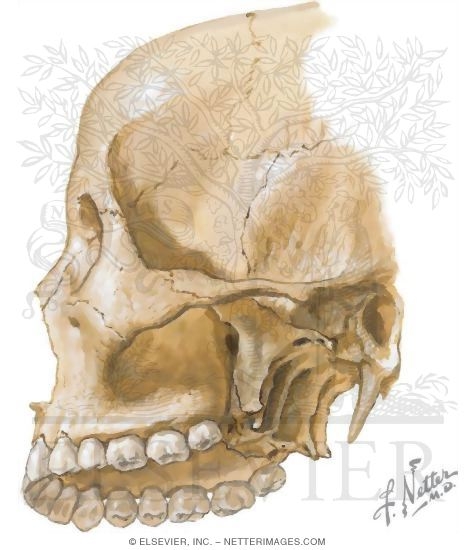 Bony Framework of the Head and Neck