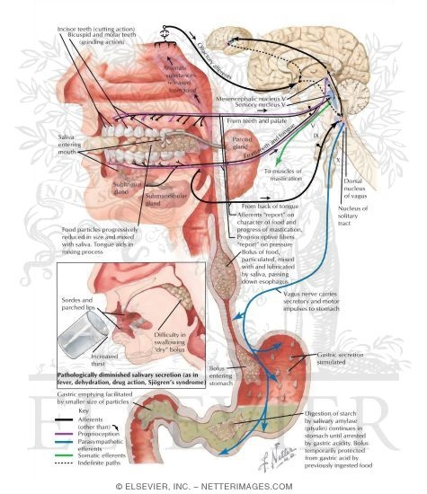 Watermarked preview of labeled image: Mastication
Salivary Glands