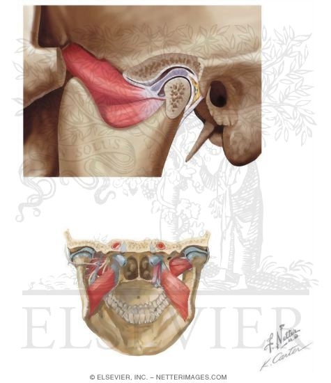 Watermarked preview of unlabeled image: Overview and Topographical Anatomy of the Temporomandibular Joint