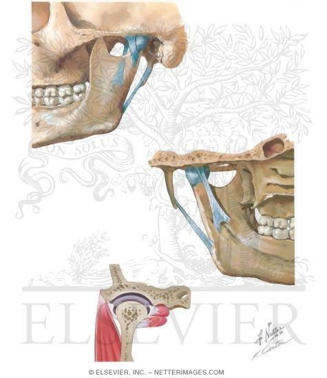 Watermarked preview of unlabeled image: Anatomy of the Temporomandibular Joint