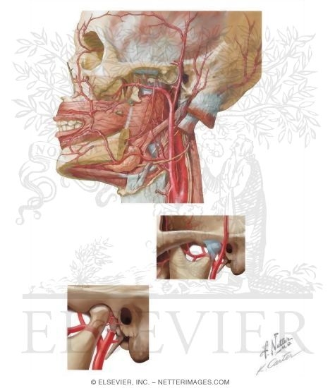 Watermarked preview of unlabeled image: Arterial Supply of the Temporomandibular Joint