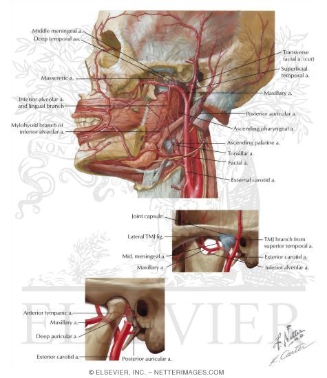 Arterial Supply of the Temporomandibular Joint