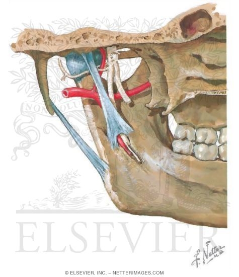 Sensory Innervation of the Temporomandibular Joint