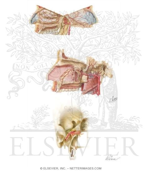 Vascular Supply of the Pterygopalatine Fossa