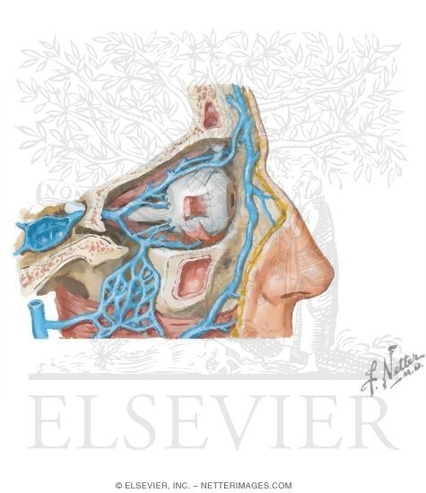Watermarked preview of unlabeled image: Vascular Supply of the Pterygopalatine Fossa