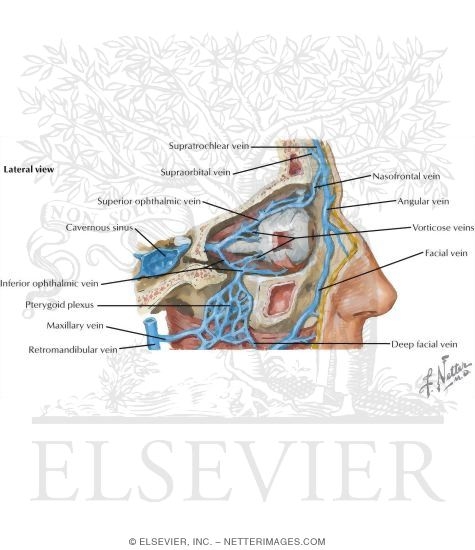 Watermarked preview of labeled image: Vascular Supply of the Pterygopalatine Fossa