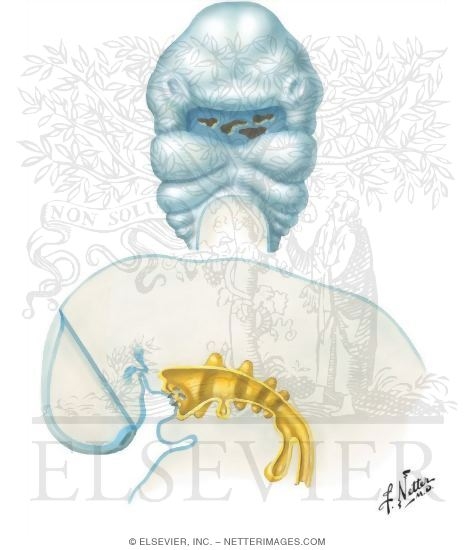 Watermarked preview of unlabeled image: Ventral and Midsagittal Views