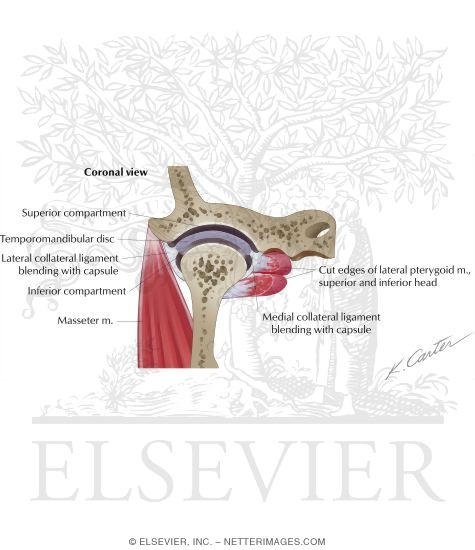 Anatomy of the Temporomandibular Joint